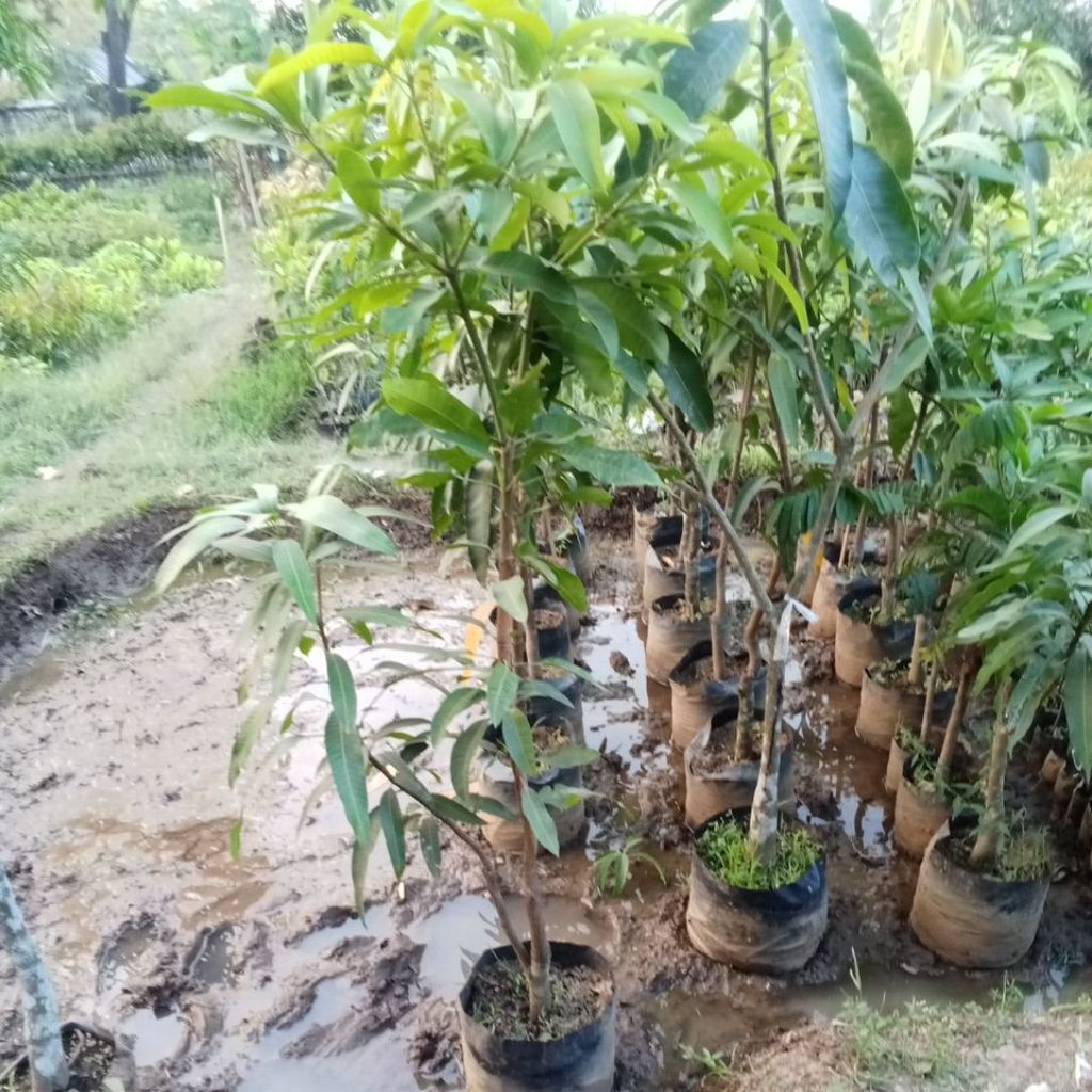 Bibit Mangga Kombinasi 2 Jenis Manalagi + Mahacanok