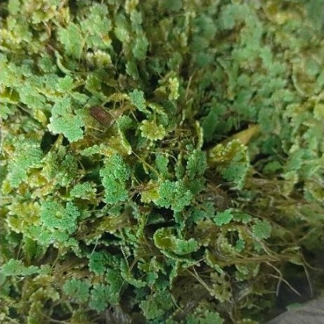 rumbai pku 1000gr Bibit Azolla Microphylla - Tinggi Protein, Mudah Dicerna, Kultur Terawat  bibit az