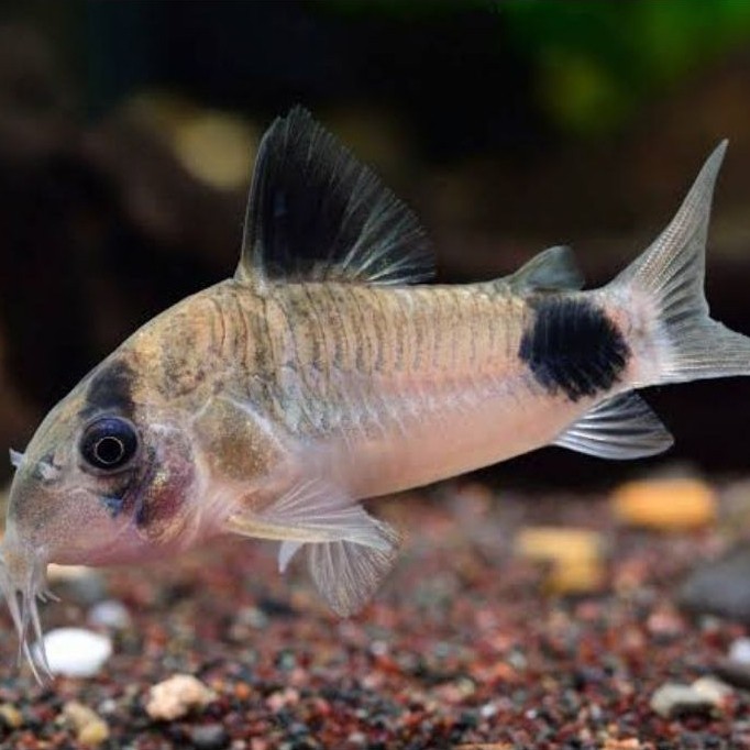 Corydoras Panda
