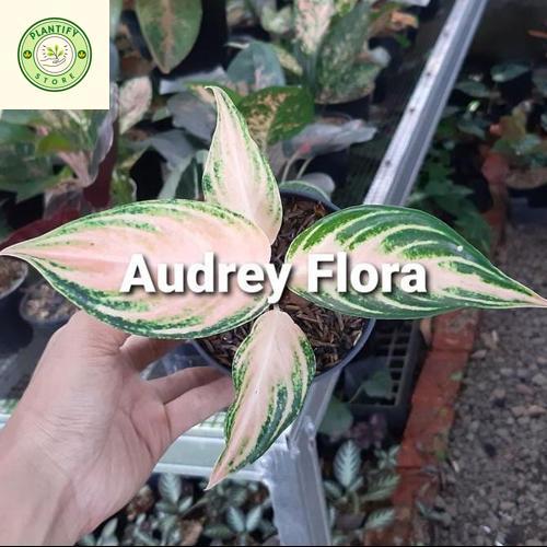 Tanaman Hias Aglonema Pink Sunset - Aglonema Pink Sunset Local