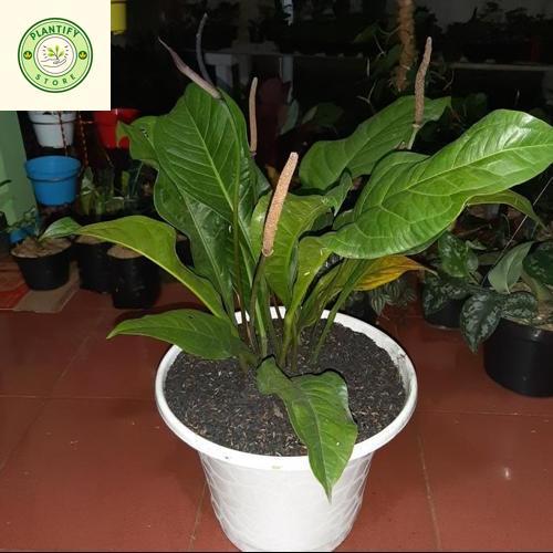 Tanaman Hias Anthurium Jemani - Anthurium Jemani