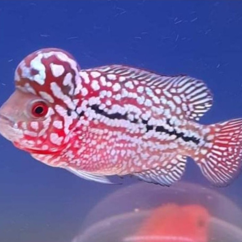 burayak kamfa f2 ori thailand line GB size 3-5cm
