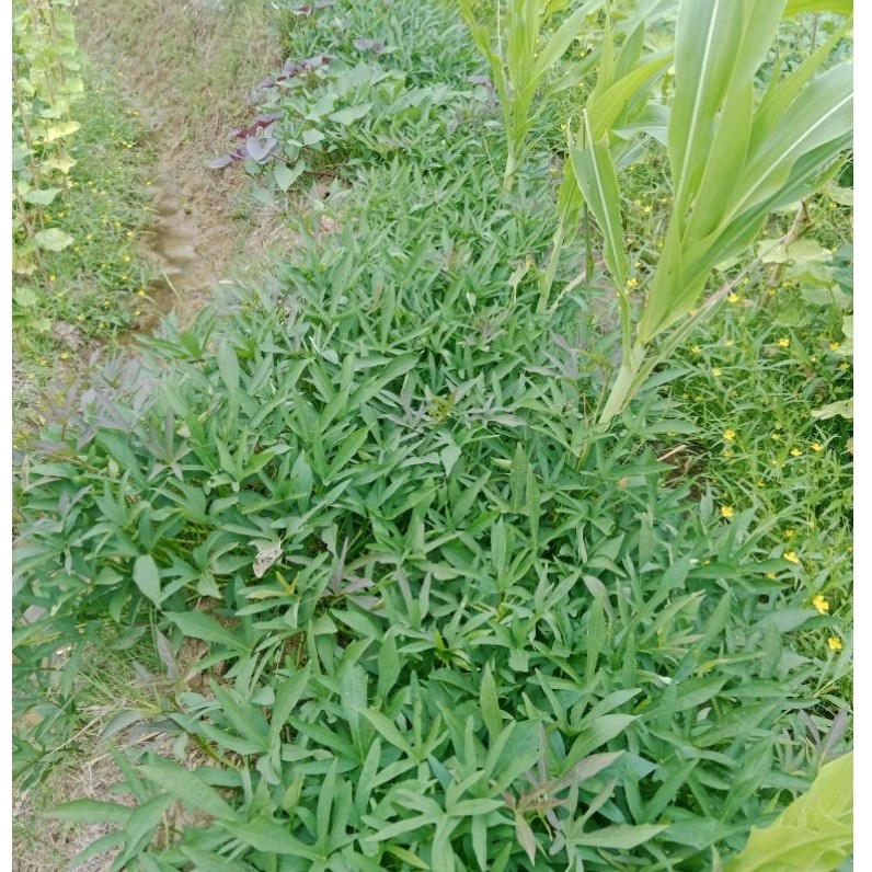 Bibit Ubi Cilembu Asli - Bibit Ubi Cilembu Sumedang Ubi Madu