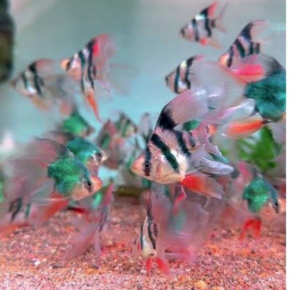 liem_aquatic_Sumatra_balon_selayer