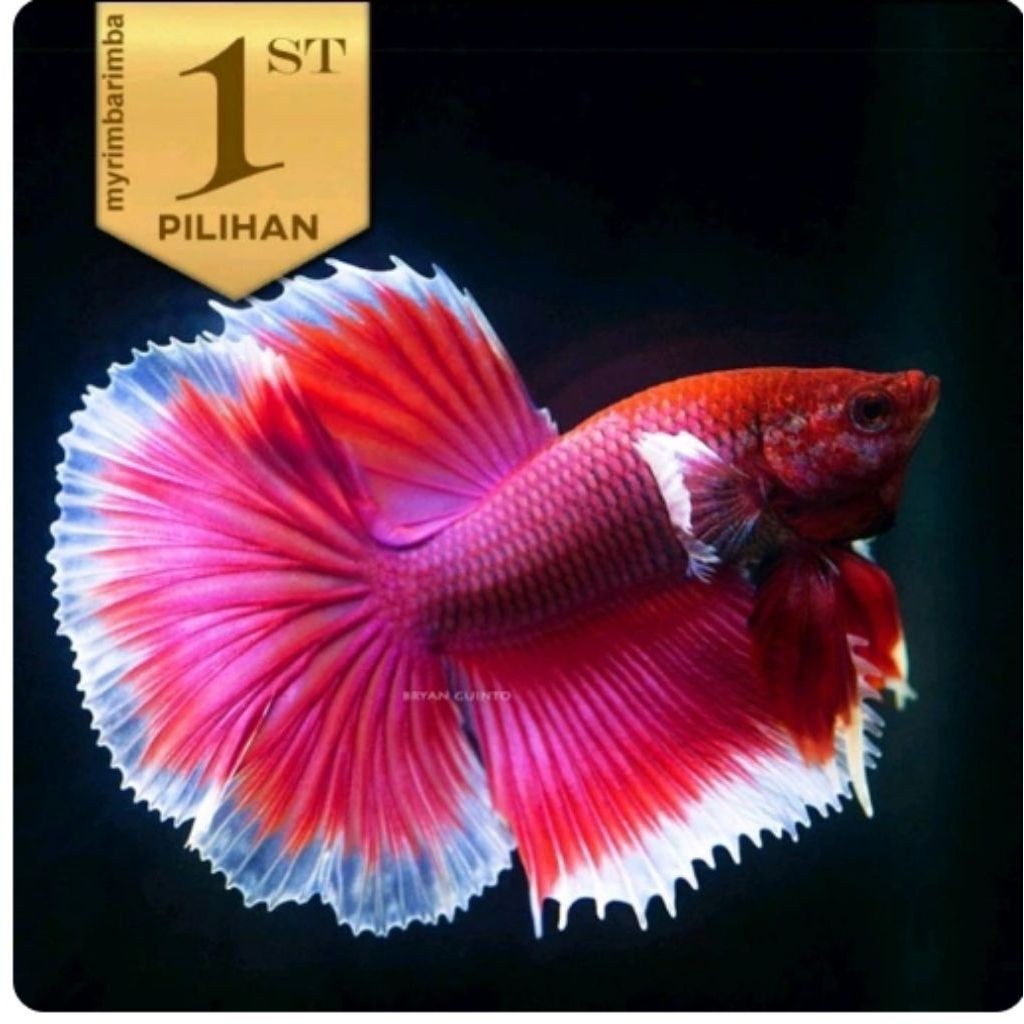 Cupang Halfmoon Lavender Big Ear Ikan Hias Hiasan Aquarium