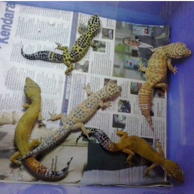 Hiasan Gecko Lepard Dewasa/Indukan Random