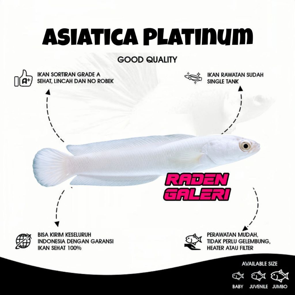 Parfum Laundry Asiatica Platinum Aroma VIP | Asiatika Platinum