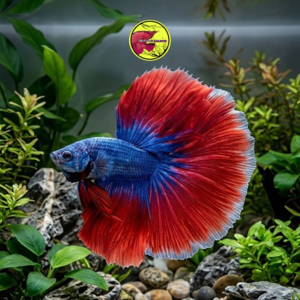 Ikan cupang halfmoon / slayer mix colour