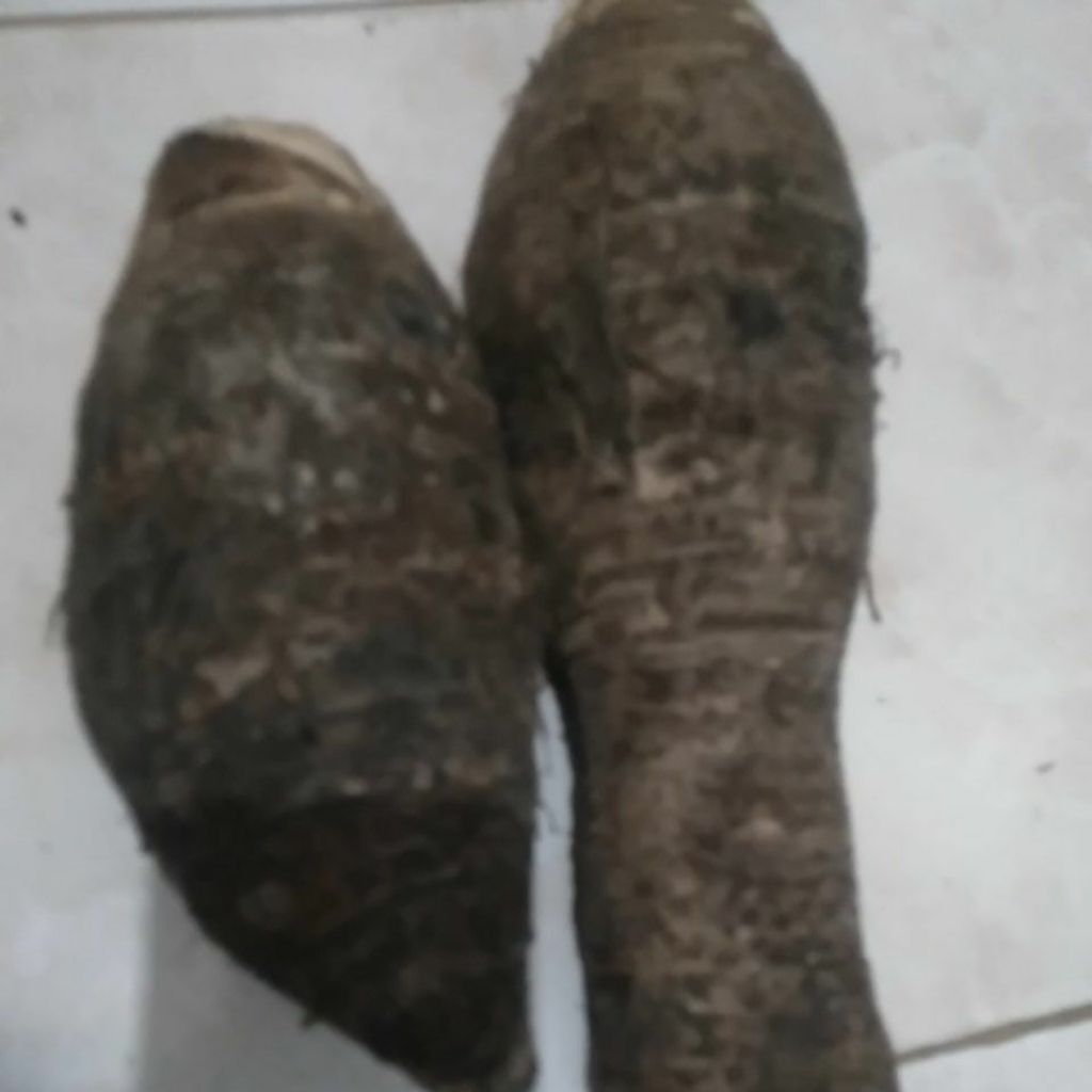 Umbi Bentol Bentul Bentoel Talas segar