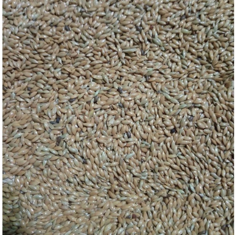 PADI EMAS / KENARI SEED 100GRAM