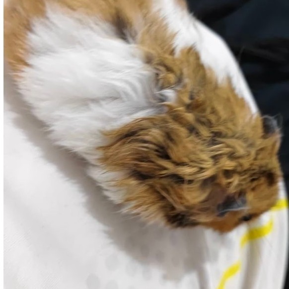 Hamster Syrian Big Bone Long Hair - Ginger White Banded