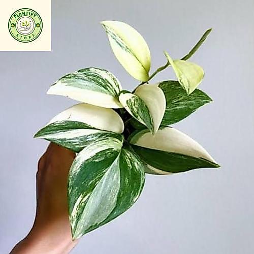 Tanaman hias scindapsus rubicon variegata three colour