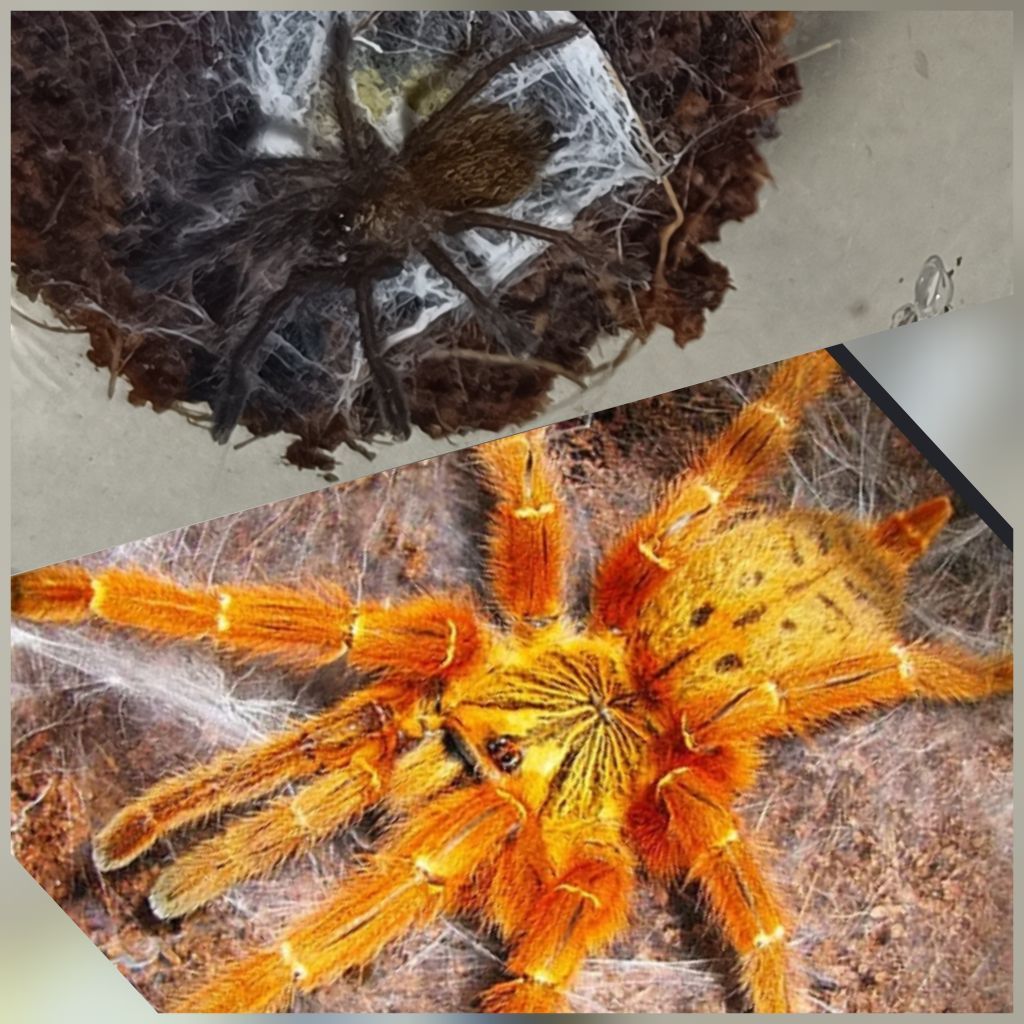Hiasan enclouser tarantula p murinus orange baboon sling by Z.E.I