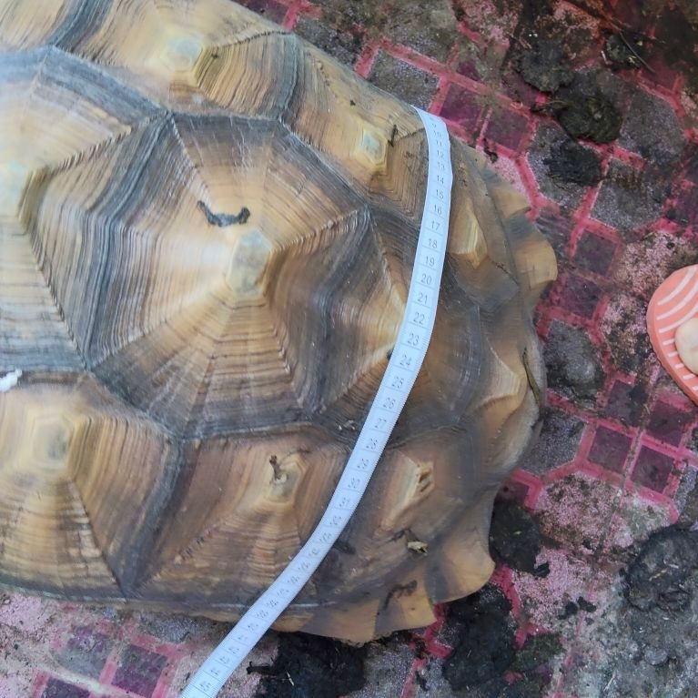 Sulcata Tortoise Betina Usia 10 Tahun, Panjang 50 cm, Lebar 40 cm
