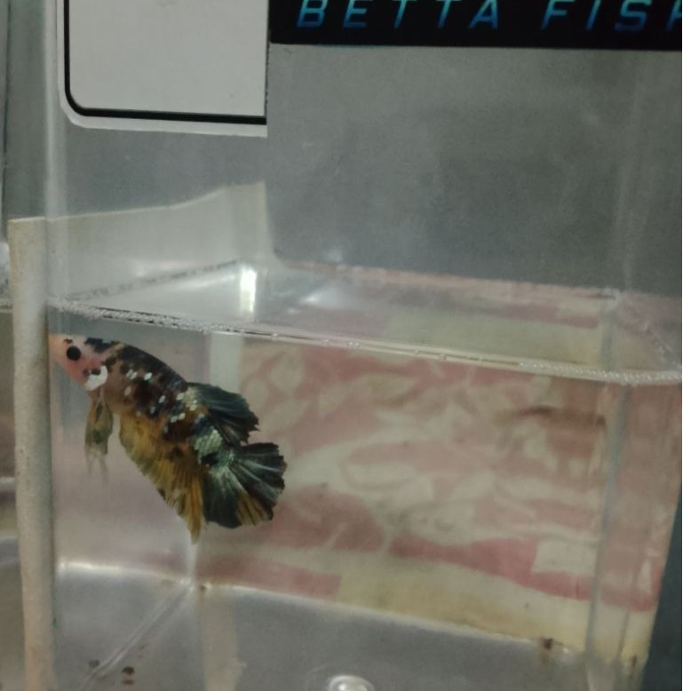 ikan hias Datz Borneo/Sumatera