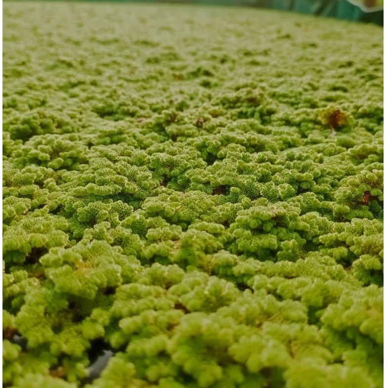 Azolla Microphylla Indukan 500gr - Tinggi Protein, Pupuk Hijau, Pangan Ternak