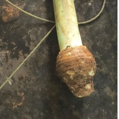 talas bogor asli (talas bentul) empuk renyah