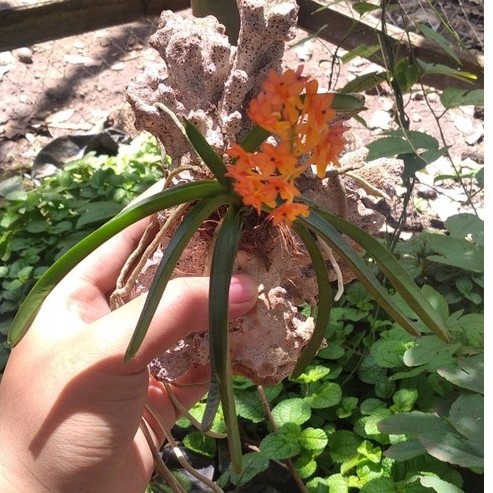 Anggrek Vanda Ascocentrum Miniatum/Vanda mini