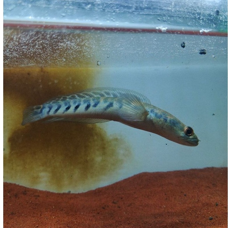 Maru Ys simet 10-11cm singel tank