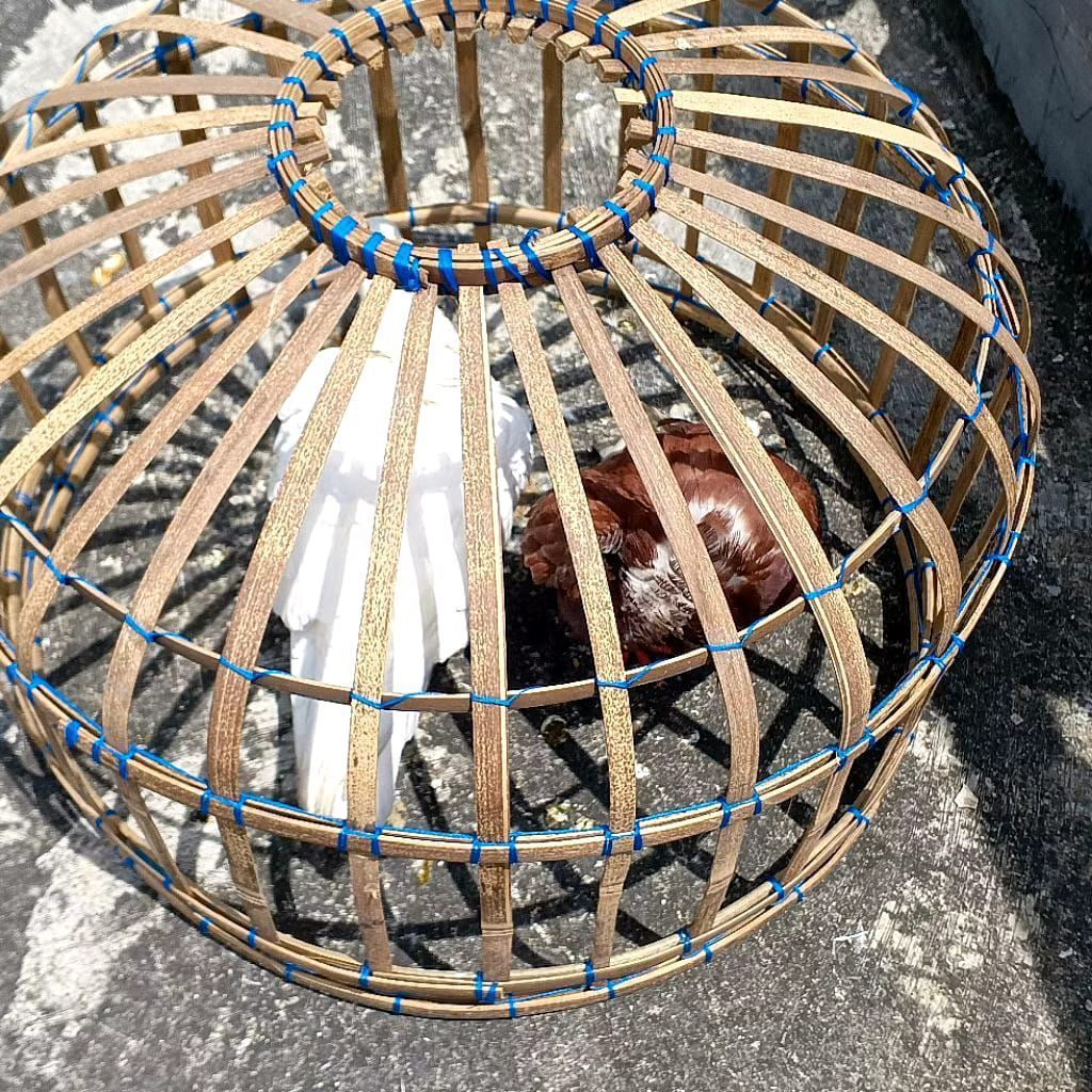 dongdang jodoh jemur burung merpati