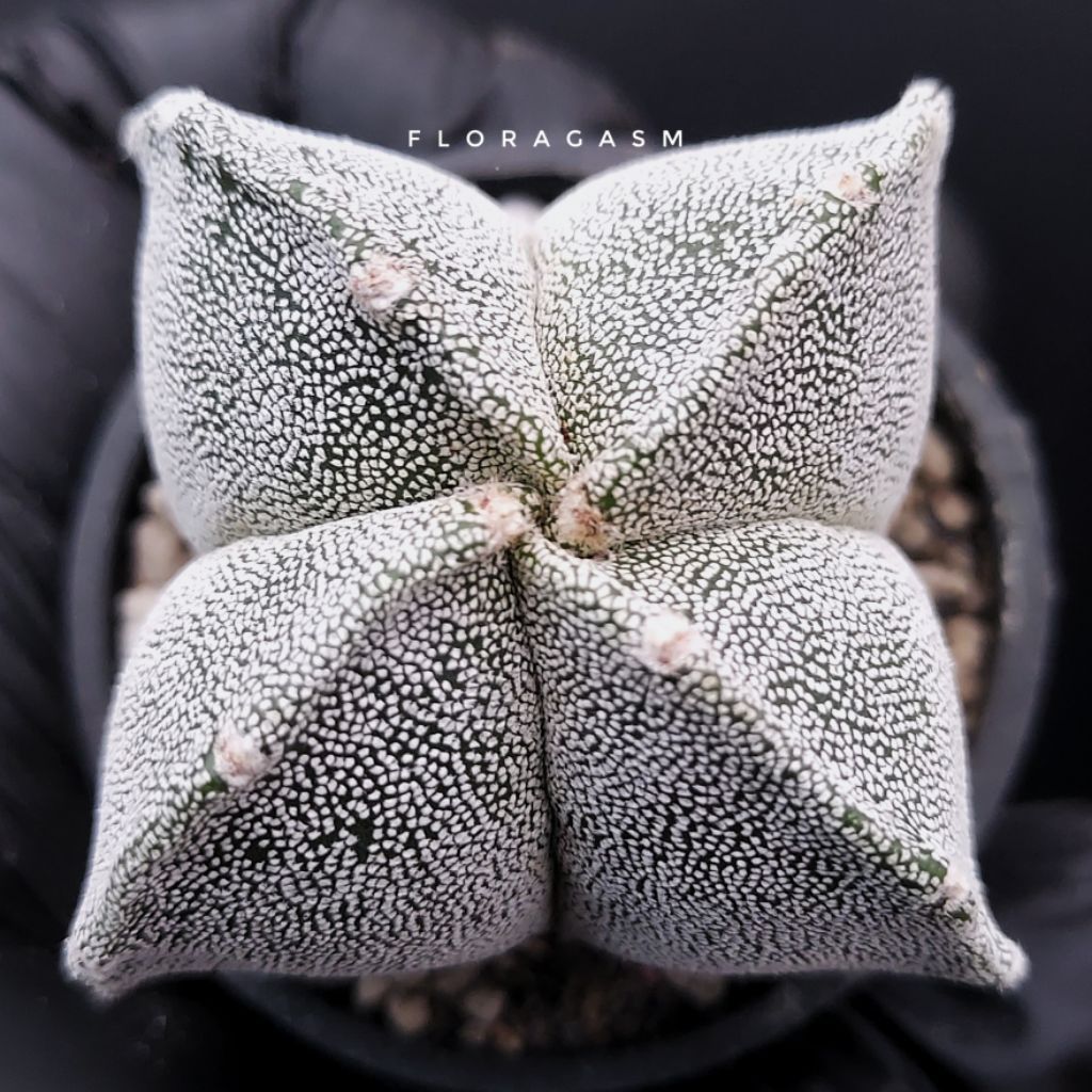 Astrophytum myriostigma var. quadricostatum - Seed grown - Tanaman Hias Dekorasi Rumah dan Taman