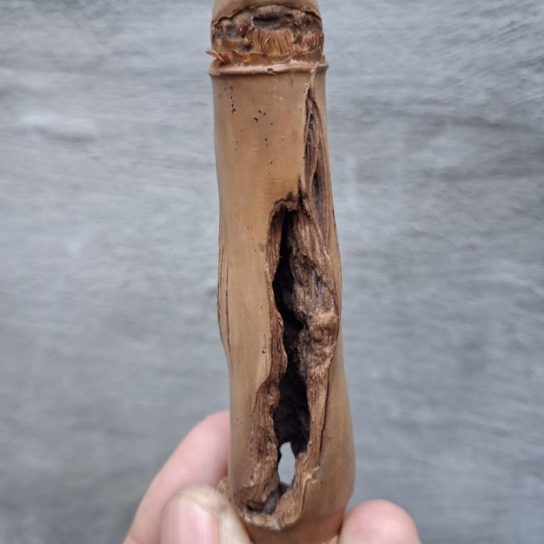 BAMBU UNIK COMBONG TEMBUS (8 CM) ORI JOSS