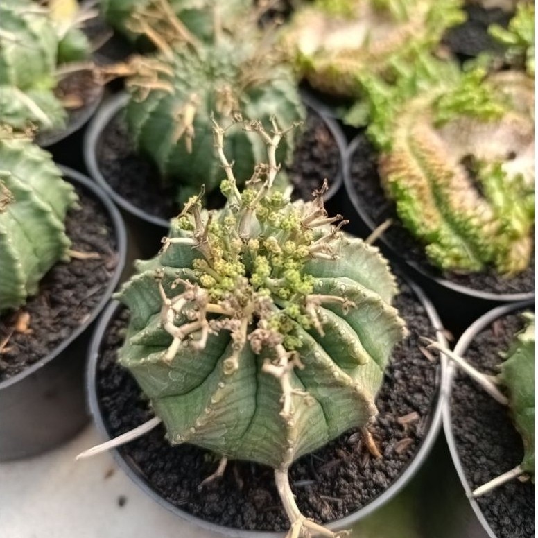 euphorbia valida KAKTUS SUKULENT TANAMAN HIAS
