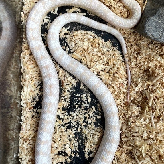 corn snake snow unsex