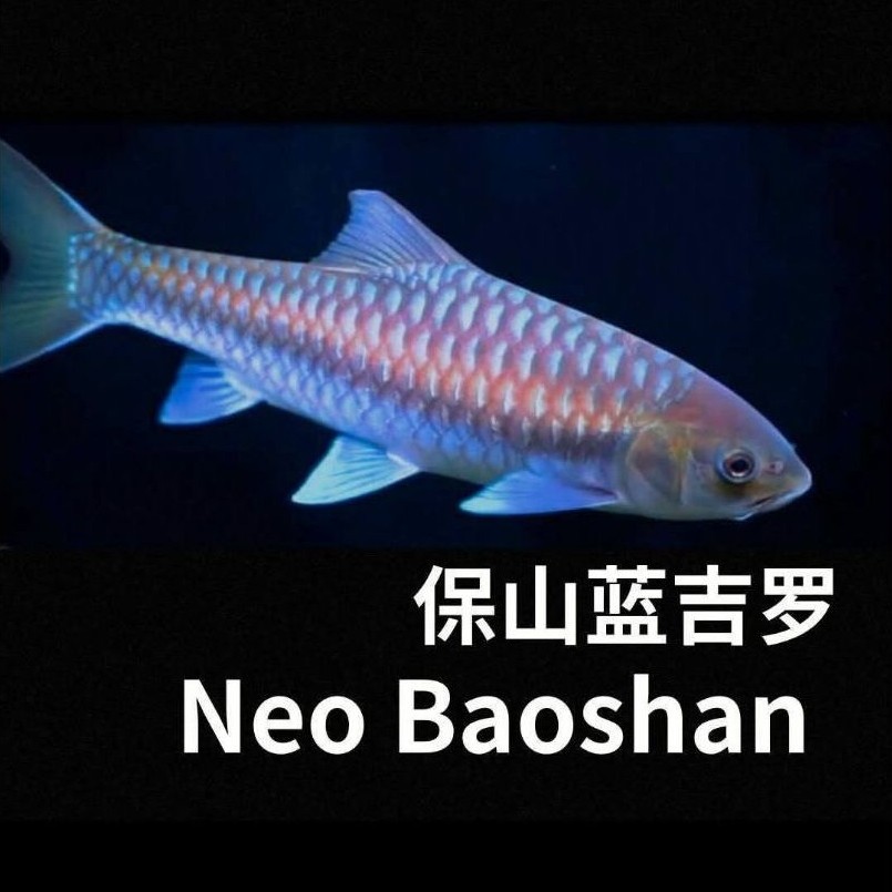 Neo Baoshan Blue Mahseer China