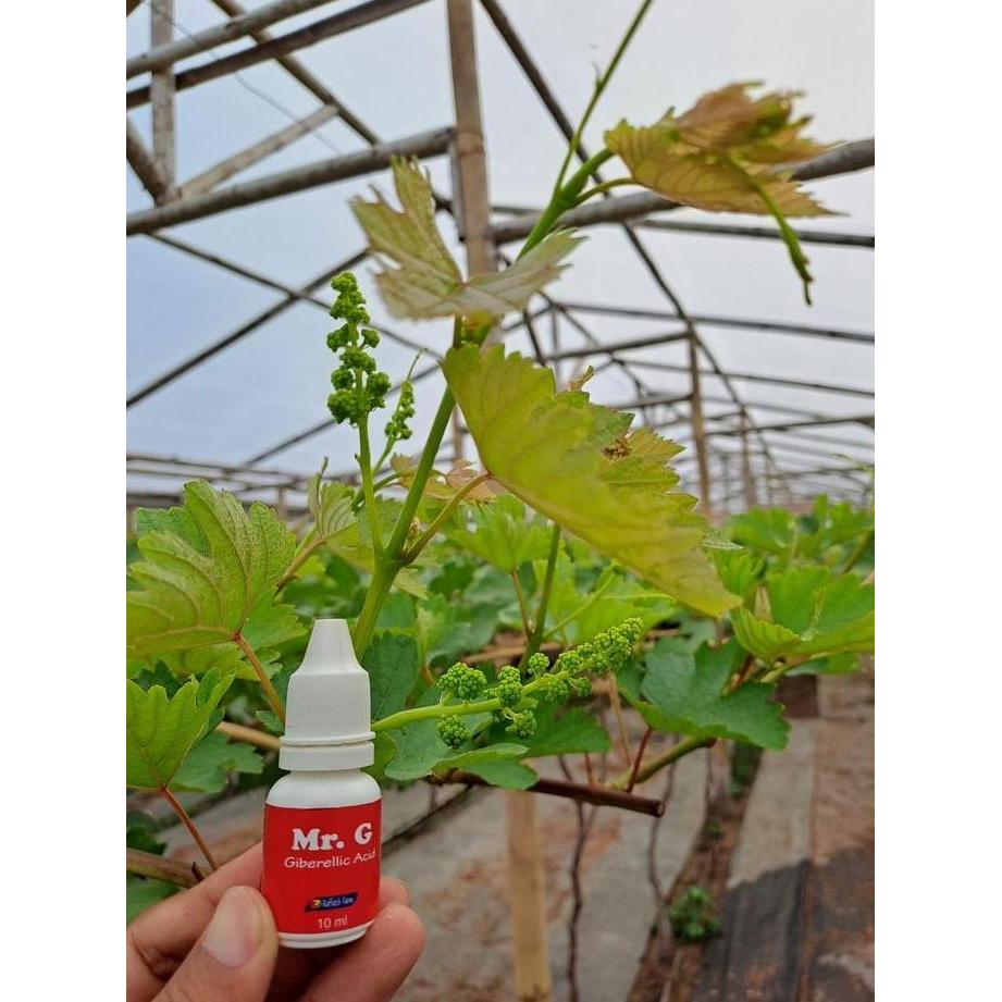 Promo pupuk anggur lengkap CPPU, Mr. G, Auxin, Higrow untuk memperbesar Bunga dan Buah Anggur Diskon