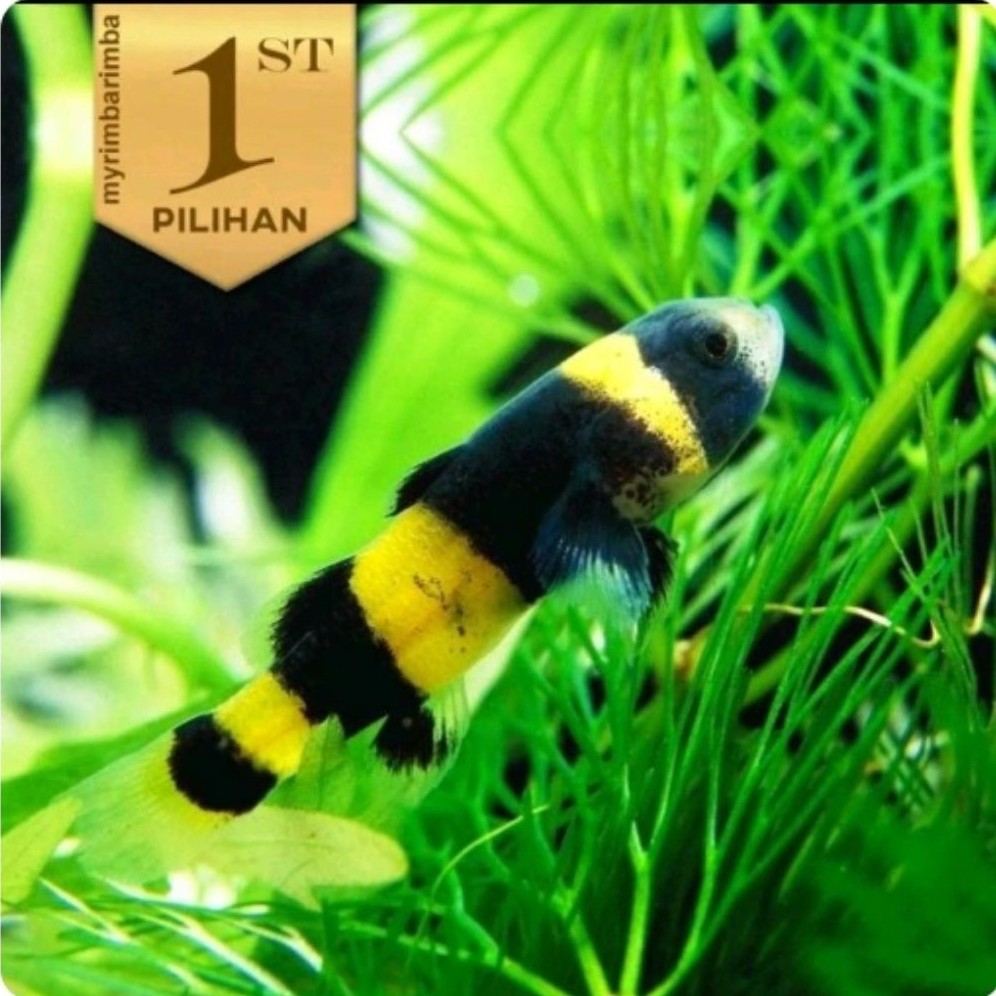 Anakan Mini Goby Bumblebee Ikan Hias Aquascape HIasan Aquarium Micro Tank