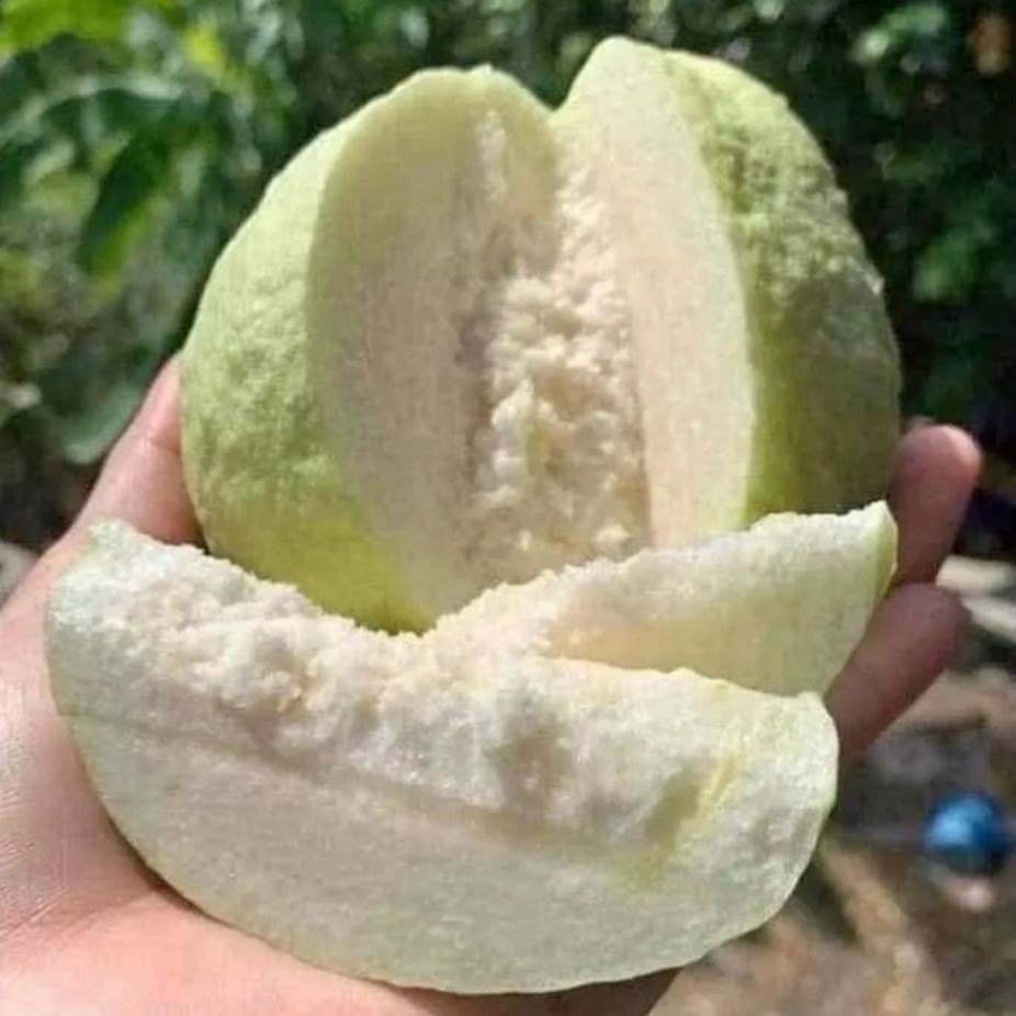 Jambu Kristal Putih Tanpa Biji, obral 1 kg