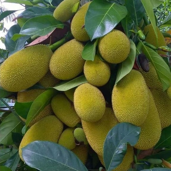 nangka muda gori nangka bahan buat gudeg perbiji