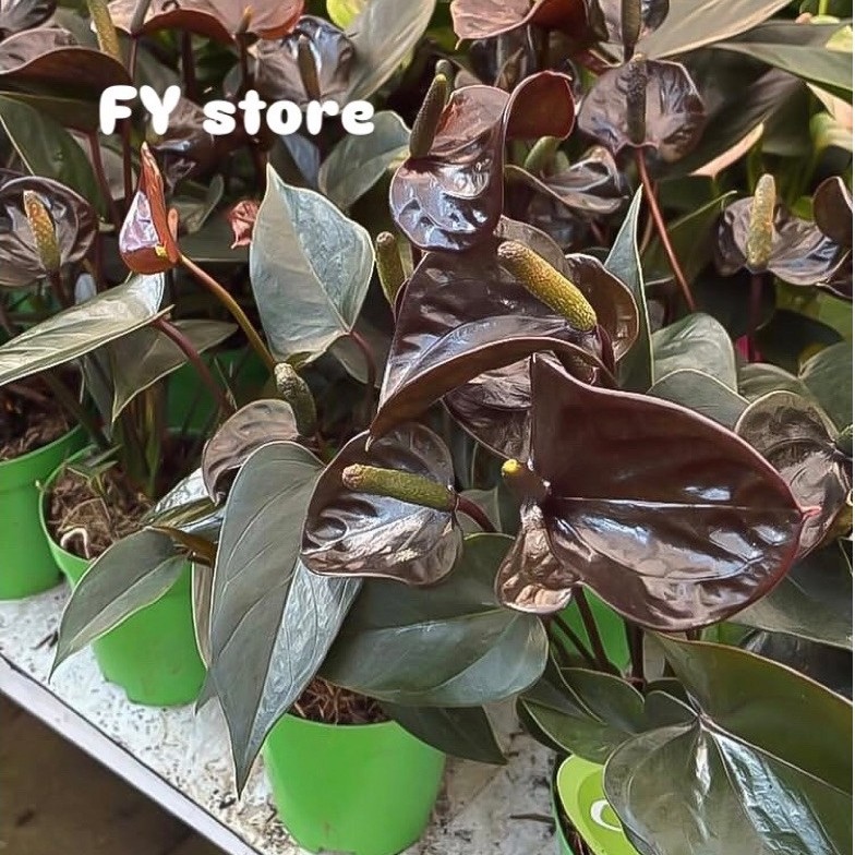 Tanaman Anthurium Hitam Pot Bunga Hias Meja Dekorasi Rumah