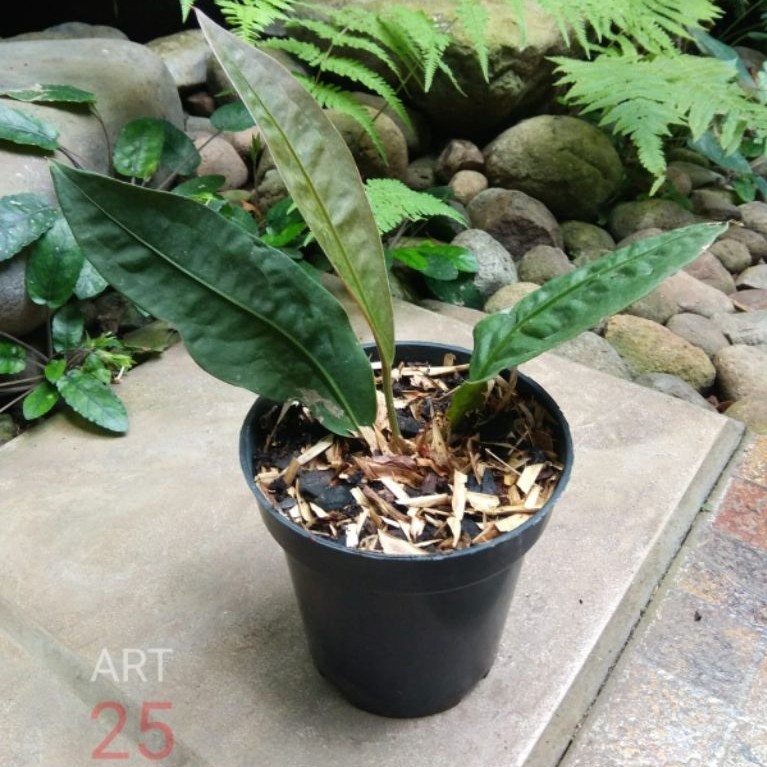 Anthurium Neo Superbum Anturium Superboom Real Picture