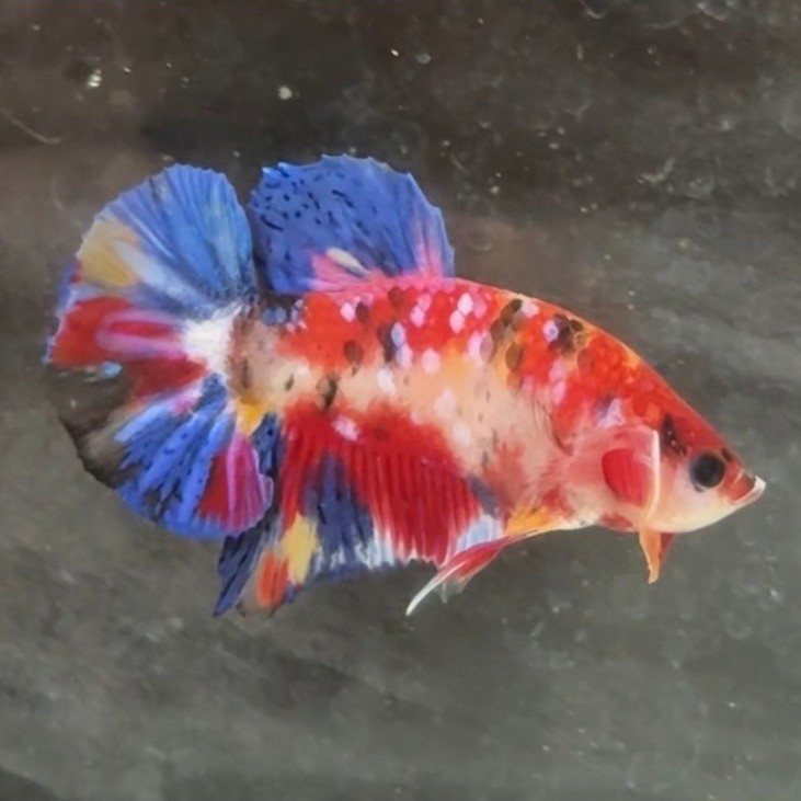 Hiasan Dinding | Ikan Cupang Plakat Multicolor | Real Pict
