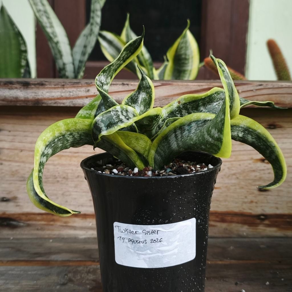 Sansevieria Twister Sister - Tanaman Hias Sansivera Unik - Pot 12cm