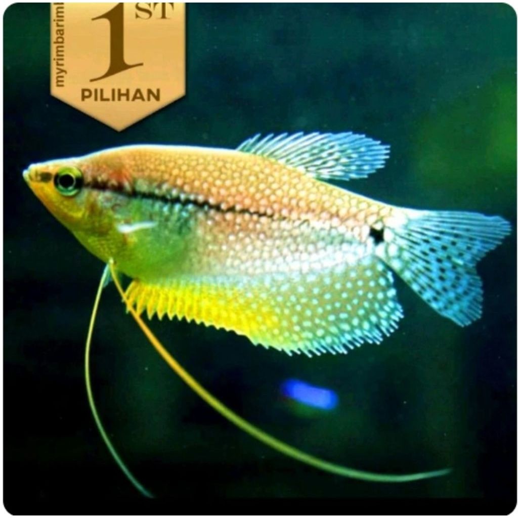 Sepat Mutiara Ikan Hias Aquascape Hiasan Aquarium Tanaman Air Tawar