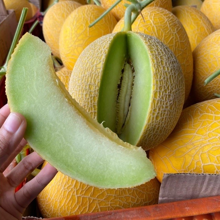 Melon Inthanon Juicy wangi melon banget