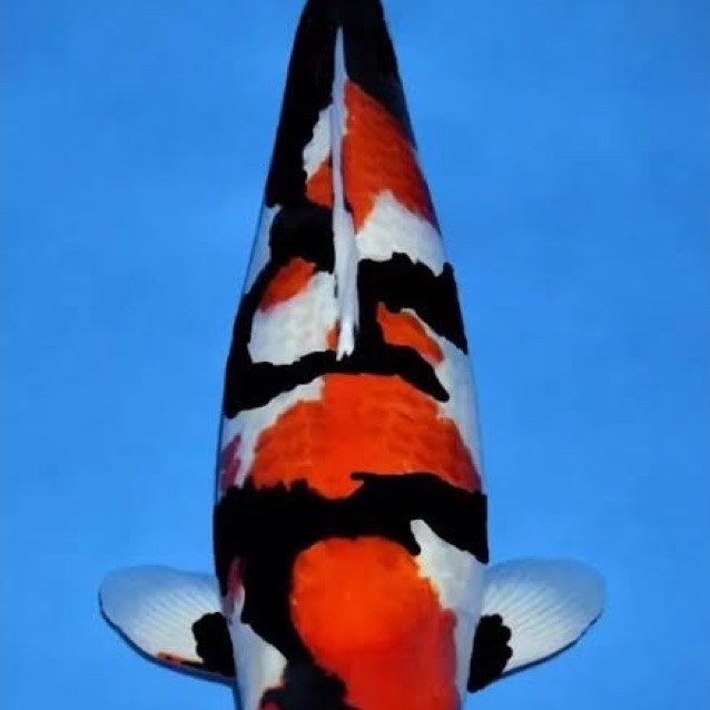 IKAN KOI SHOWA GRADE A 25-30CM