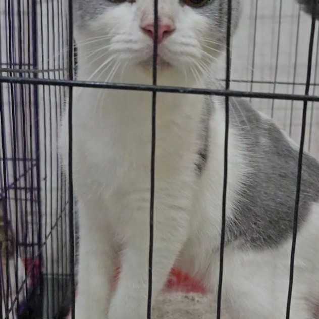 kucing british short hair BSH