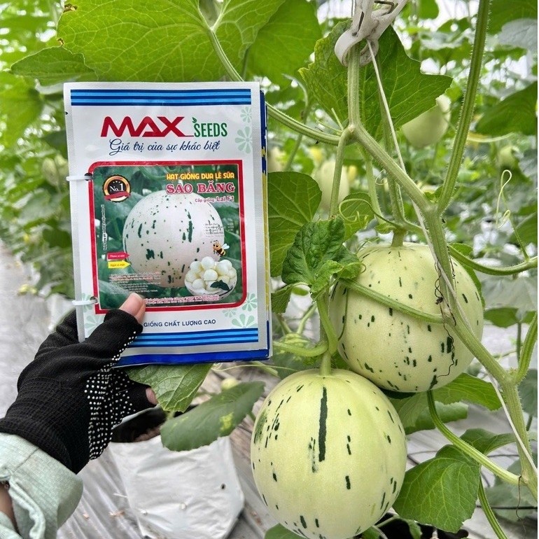 BENIH MELON DALMATION SAOBANG