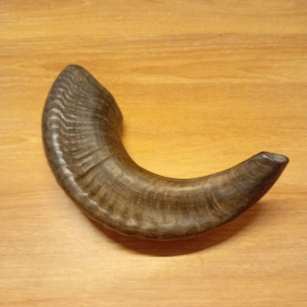shofar 17 inch