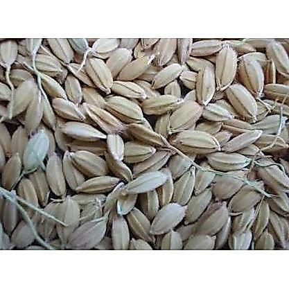 Rajagacor- Gabah Lampung / Gabah Bangkok Kecil 1 Kg