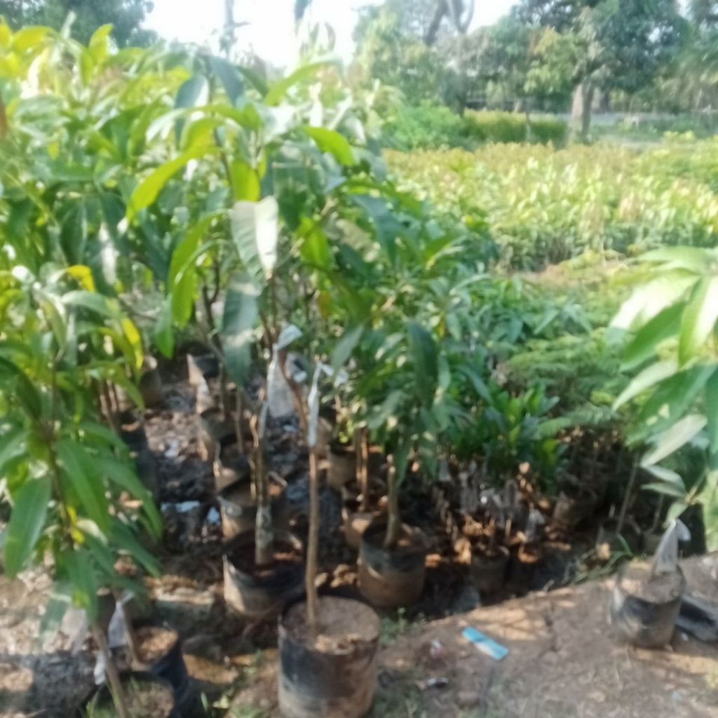 Bibit Mangga Kombinasi 2 Jenis Kiojay + Gajah