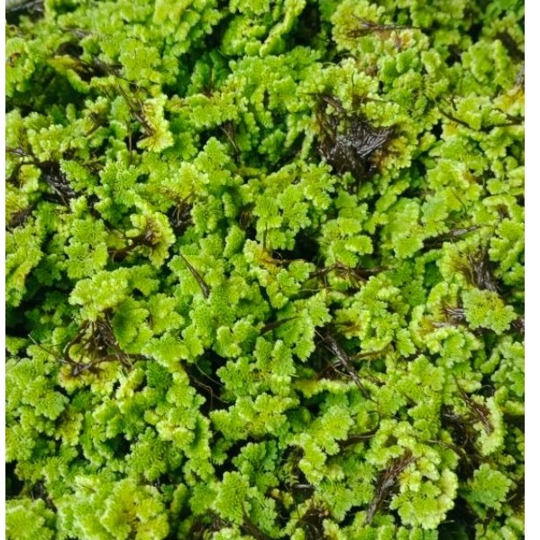 BIBIT AZOLLA 1kg (SUPER JUMBO) GARANSI BILA MATI pakan alternatif untuk ikan lele nila gurame dan ay