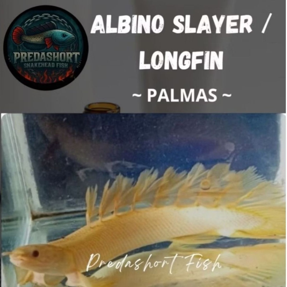 palmas albino slayer / longfin PREMIUM KUALITAS bergaransi