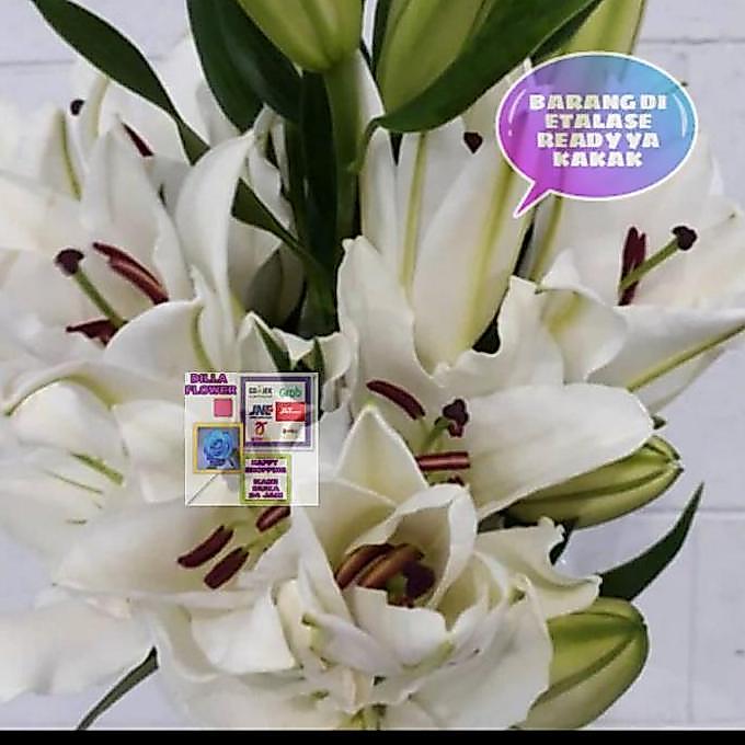Bunga Lily Casablanca Segar