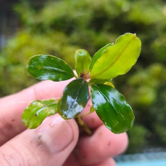 Buce batangan medium bucephalandra M