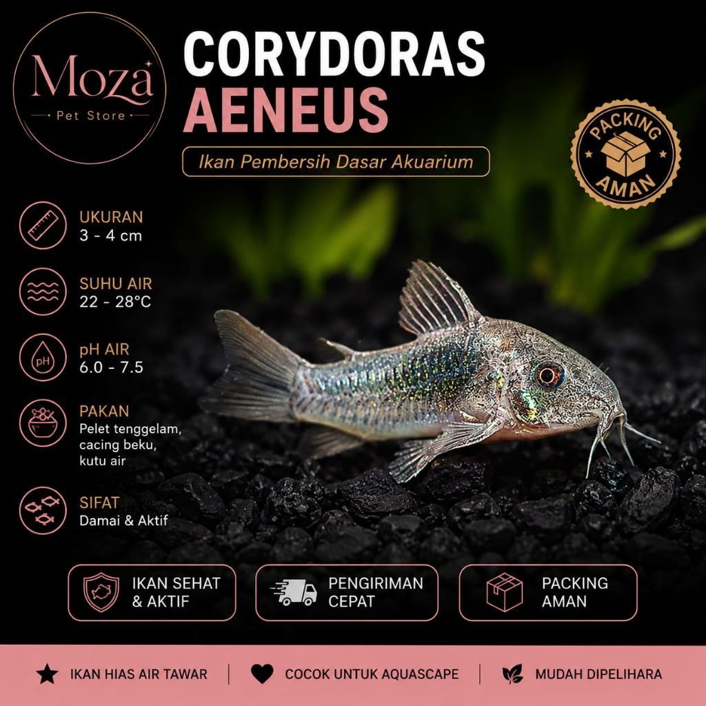 Hiasan aquarium corydoras aeneus hiasan aquascape aeneus corydoras
